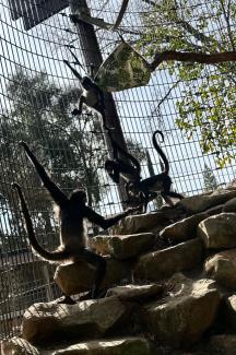 NEW! Mexican Spider Monkeys at the Charles Paddock Zoo! | City of